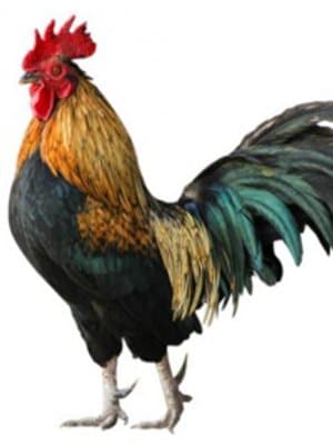 Cover of Beware Of Chicken