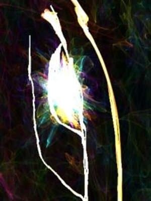 Cover of First Waves