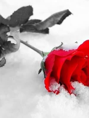 Cover of Withered Rose