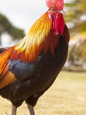 Cover of BOC Alternate Universe: Soaring Heaven's Isle