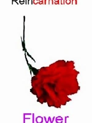 Cover of Reincarnation Flower