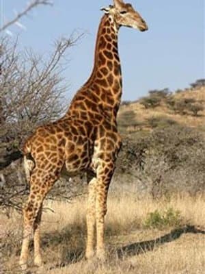 Cover of Dusk Exchange