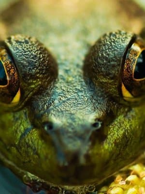 Cover of A Frog Back In Water - Yu-Gi-Oh DM